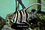 Enoplosus armatus - 